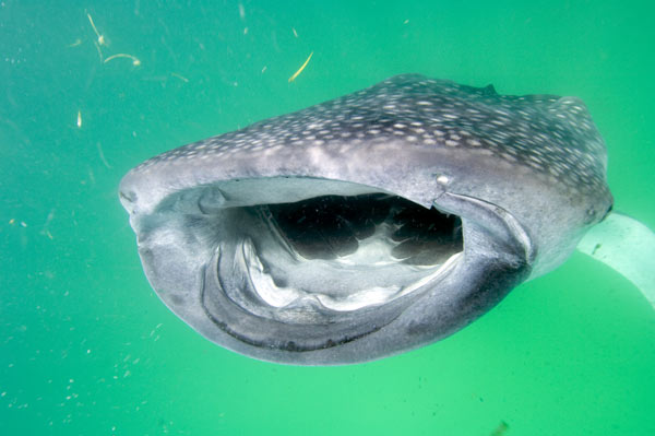 wild republic whale shark